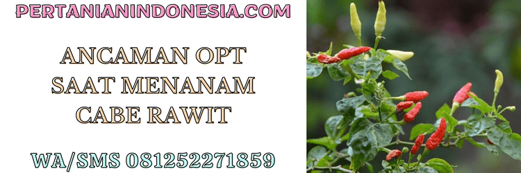 ancaman,opt,organisme pengganggu tanaman,hama,penyakit